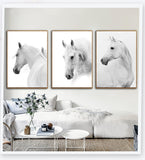 Nordic White Horse Paintings