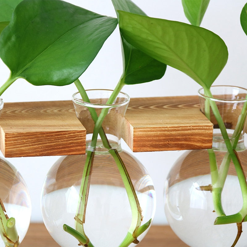 Hydroponic Transparent Vase